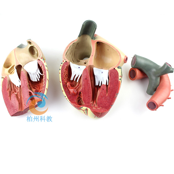 ���I(y��)�����K�Ŵ�ģ��