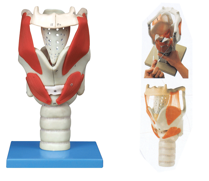 ���Y(ji��)��(g��u)�c���ܷŴ�ģ��