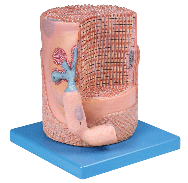 �������w�S�c�\(y��n)��(d��ng)�K��Ŵ�ģ��