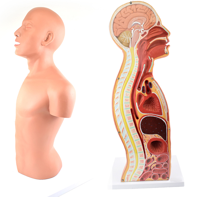 ���w����ʸ���������ģ��