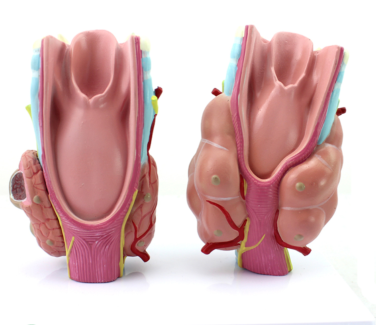 ���Y(ji��)��(g��u)�c���ܷŴ�ģ��